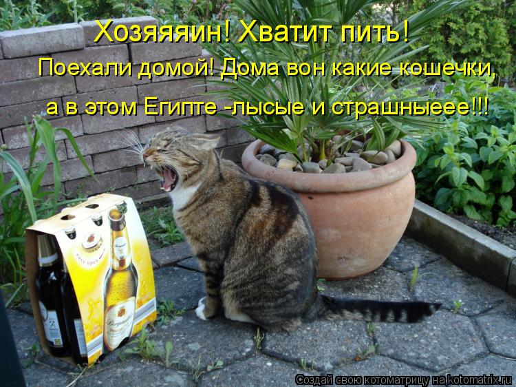 Котоматрица: Хозяяяин! Хватит пить! Поехали домой! Дома вон какие кошечки,  а в этом Египте -лысые и страшныеее!!!