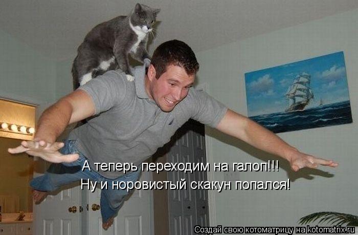 Котоматрица: А теперь переходим на галоп!!! Ну и норовистый скакун попался!