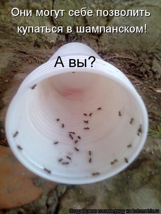 Котоматрица: Они могут себе позволить купаться в шампанском! А вы?