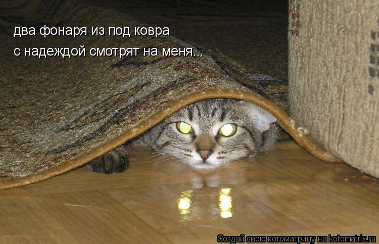 два фонаря из под ковра с надеждой смотрят на меня...... Котоматрица: два фонаря из под ковра с надеждой смотрят на меня...