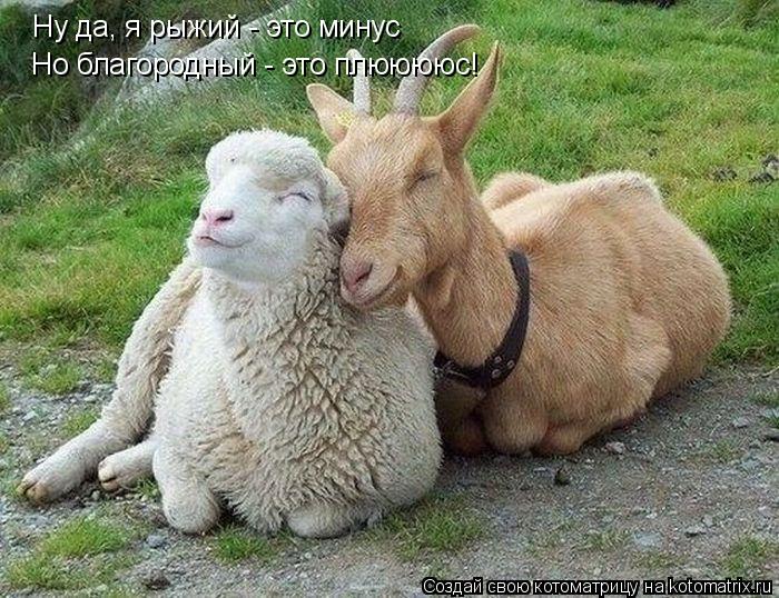 Ну да, я рыжий - это минус Но благородный - это плююююс!... Котоматрица: Ну да, я рыжий - это минус Но благородный - это плююююс!