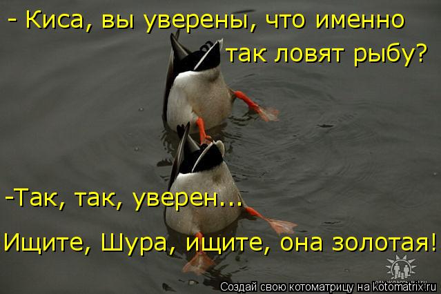 Котоматрица: - Киса, вы уверены, что именно  так ловят рыбу? -Так, так, уверен... Ищите, Шура, ищите, она золотая!