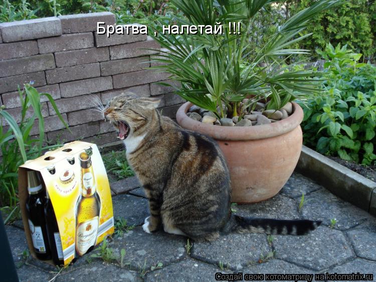 Братва , налетай !!!... Котоматрица: Братва , налетай !!!