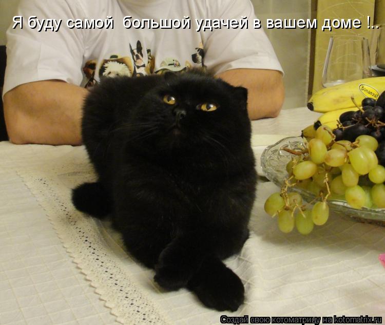 Котоматрица: Я буду самой  большой удачей в вашем доме !..