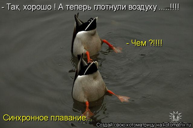 Котоматрица: - Так, хорошо ! А теперь глотнули воздуху .....!!!! - Чем ?!!!! Синхронное плавание...