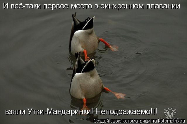 Котоматрица: И всё-таки первое место в синхронном плавании взяли Утки-Мандаринки! Неподражаемо!!!