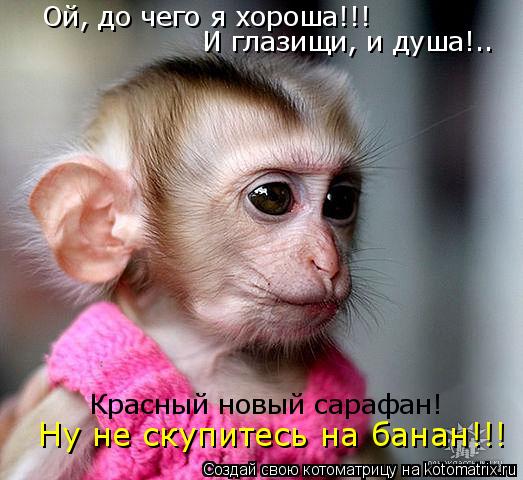 Ой, до чего я хороша!!! И глазищи, и душа!.. Красный новый сарафан! Ну не скупитесь на банан!!!... Котоматрица: Ой, до чего я хороша!!! И глазищи, и душа!.. Красный новый сарафан! Ну не скупитесь на банан!!!