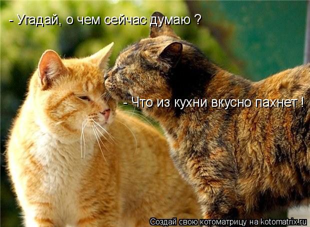 - Угадай, о чем сейчас думаю ? - Что из кухни вкусно пахнет !... Котоматрица: - Угадай, о чем сейчас думаю ? - Что из кухни вкусно пахнет !