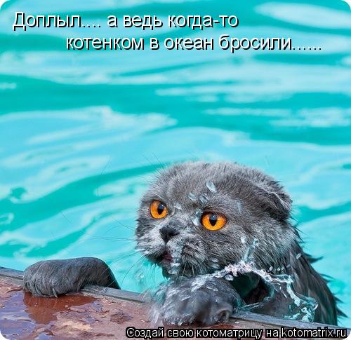 Котоматрица: Доплыл.... а ведь когда-то  котенком в океан бросили......