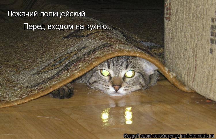 Лежачий полицейский Перед входом на кухню...... Котоматрица: Лежачий полицейский Перед входом на кухню...