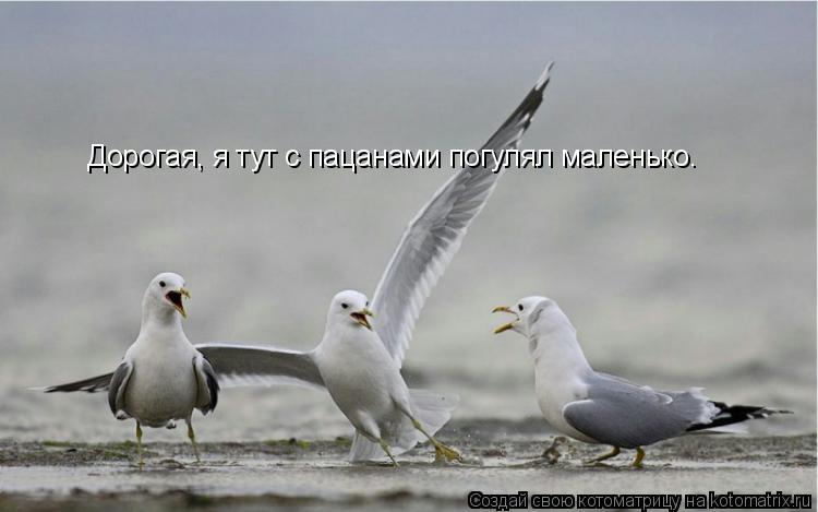 Котоматрица: Дорогая, я тут с пацанами погулял маленько. Дорогая, я тут с пацанами погулял маленько.