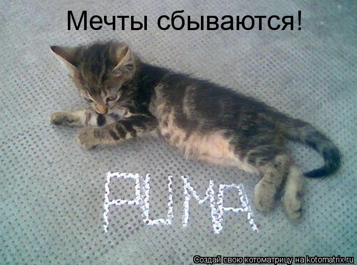Мечты сбываются!... Котоматрица: Мечты сбываются!