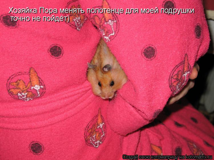 Хозяйка Пора менять полотенце для моей подрушки точно не пойдёт)... Котоматрица: Хозяйка Пора менять полотенце для моей подрушки точно не пойдёт)