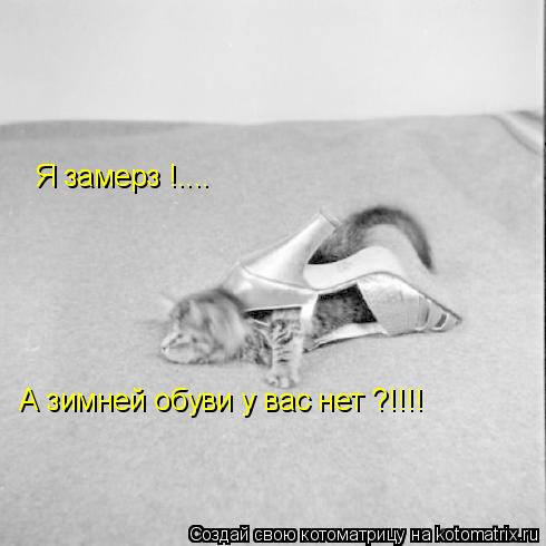 Я замерз !.... А зимней обуви у вас нет ?!!!!... Котоматрица: Я замерз !.... А зимней обуви у вас нет ?!!!!