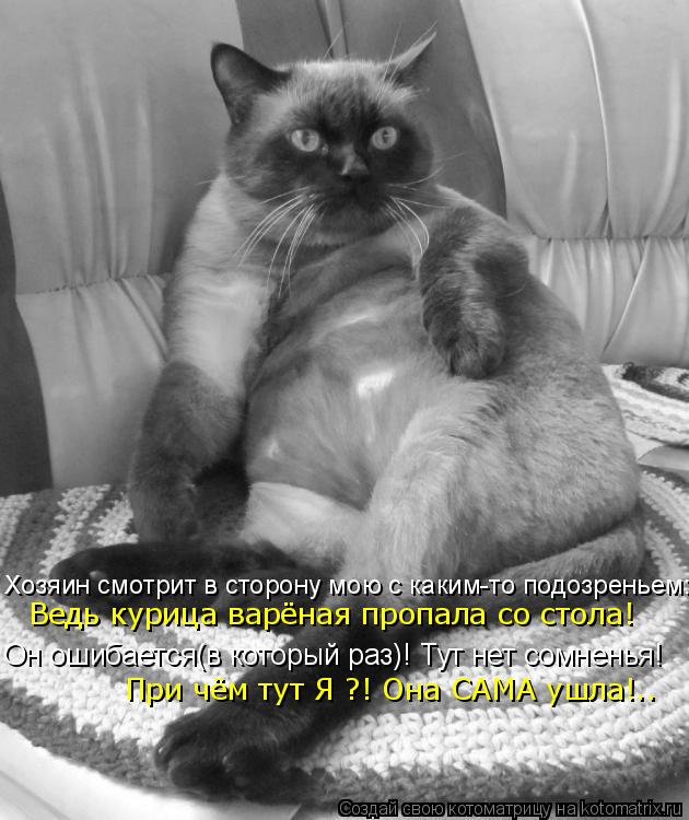 Котоматрица: Хозяин смотрит в сторону мою с каким-то подозреньем: Ведь курица варёная пропала со стола! Он ошибается(в который раз)! Тут нет сомненья! При 