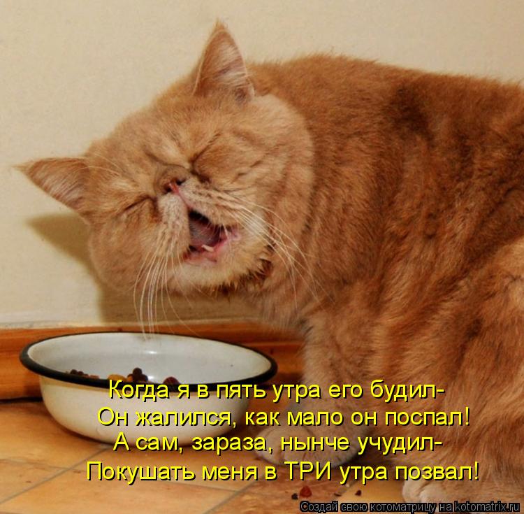 Когда я в пять утра его будил- Он жалился, как мало он поспал! А сам, зараза, нынче учудил- Покушать ... Котоматрица: Когда я в пять утра его будил- Он жалился, как мало он поспал! А сам, зараза, нынче учудил- Покушать меня в ТРИ утра позвал!
