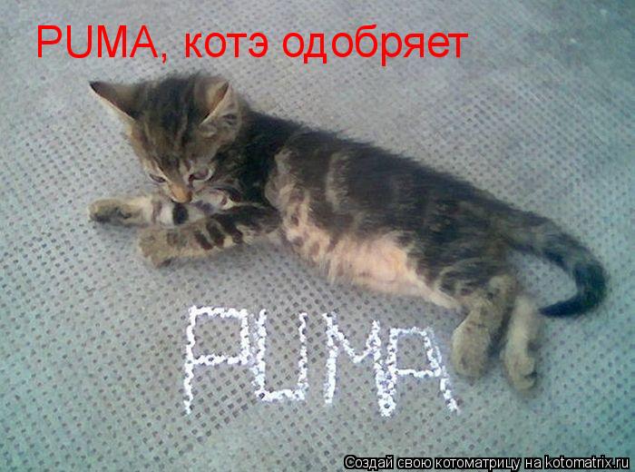 PUMA, котэ одобряет... Котоматрица: PUMA, котэ одобряет