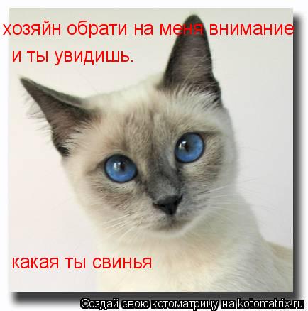 хозяйн обрати на меня внимание и ты увидишь. какая ты свинья... Котоматрица: хозяйн обрати на меня внимание и ты увидишь. какая ты свинья