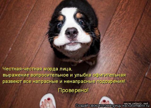 Честная-честная морда лица, выражение вопросительное и улыбка офигительная развеют все напрасные и н... Котоматрица: Честная-честная морда лица, выражение вопросительное и улыбка офигительная развеют все напрасные и ненапрасные подозрения! Проверено!