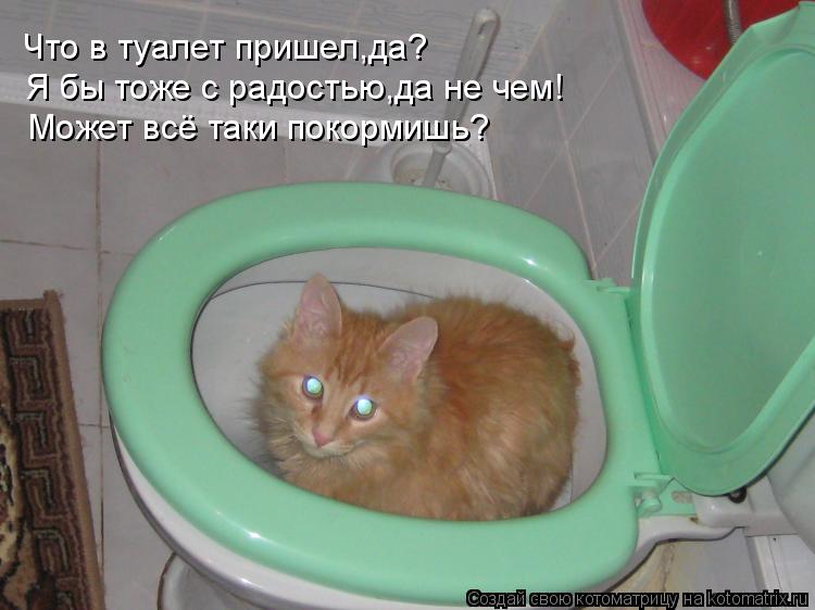 Что в туалет пришел,да? Я бы тоже с радостью,да не чем! Может всё таки покормишь?... Котоматрица: Что в туалет пришел,да? Я бы тоже с радостью,да не чем! Может всё таки покормишь?