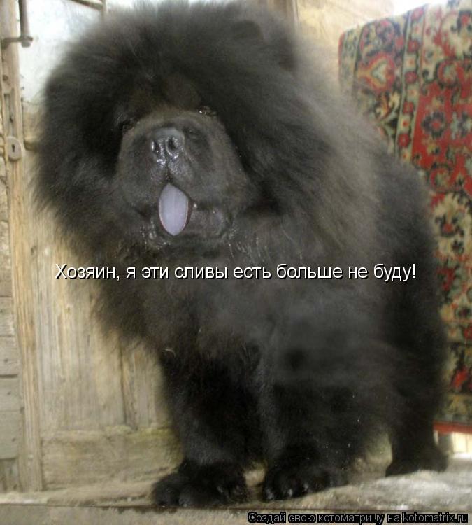 Хозяин, я эти сливы есть больше не буду!... Котоматрица: Хозяин, я эти сливы есть больше не буду!