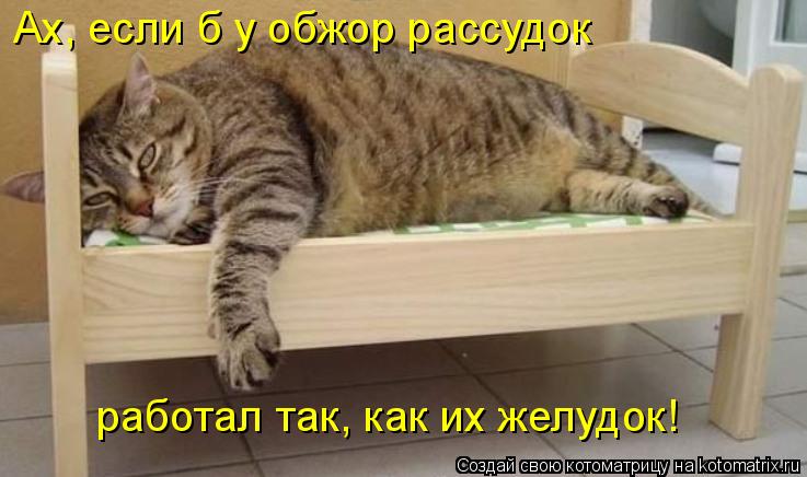 Ах, если б у обжор рассудок работал так, как их желудок!... Котоматрица: Ах, если б у обжор рассудок работал так, как их желудок!