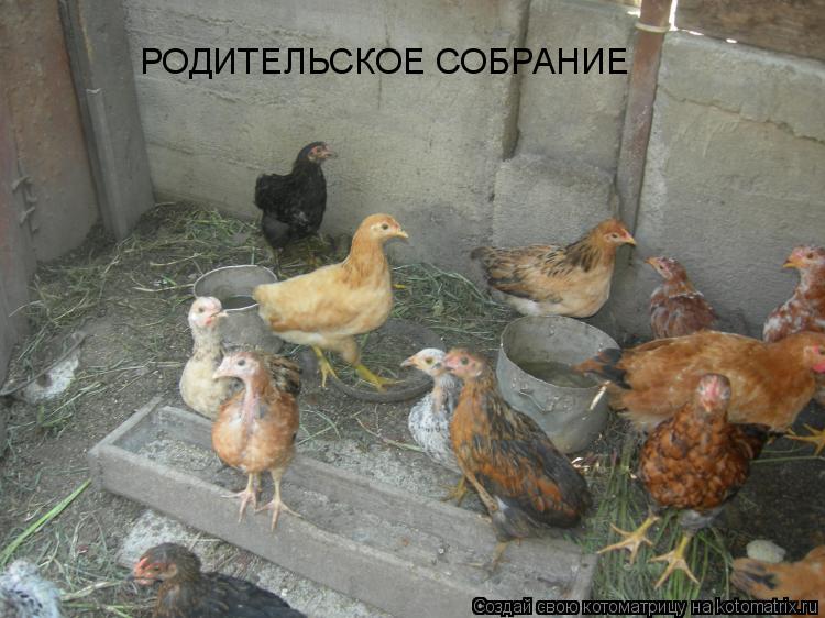РОДИТЕЛЬСКОЕ СОБРАНИЕ... Котоматрица: РОДИТЕЛЬСКОЕ СОБРАНИЕ