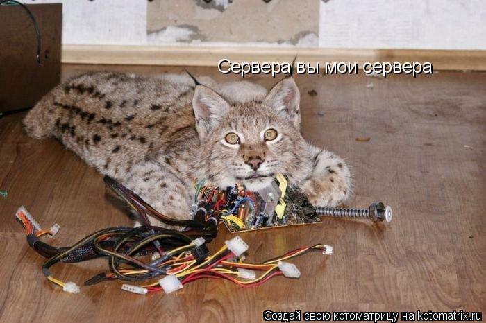 Сервера вы мои сервера... Котоматрица: Сервера вы мои сервера