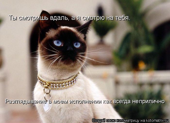 Котоматрица: Ты смотришь вдаль, а я смотрю на тебя. Разглядывание в моем исполнении как всегда неприлично