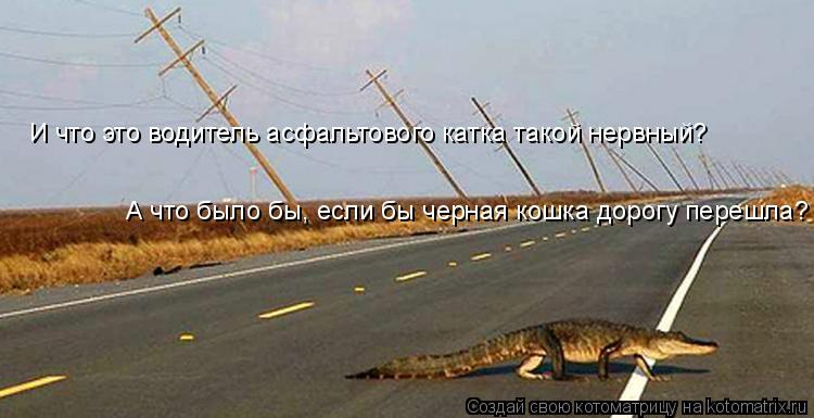 И что это водитель асфальтового катка такой нервный? А что было бы, если бы черная кошка дорогу переш... Котоматрица: И что это водитель асфальтового катка такой нервный? А что было бы, если бы черная кошка дорогу перешла?