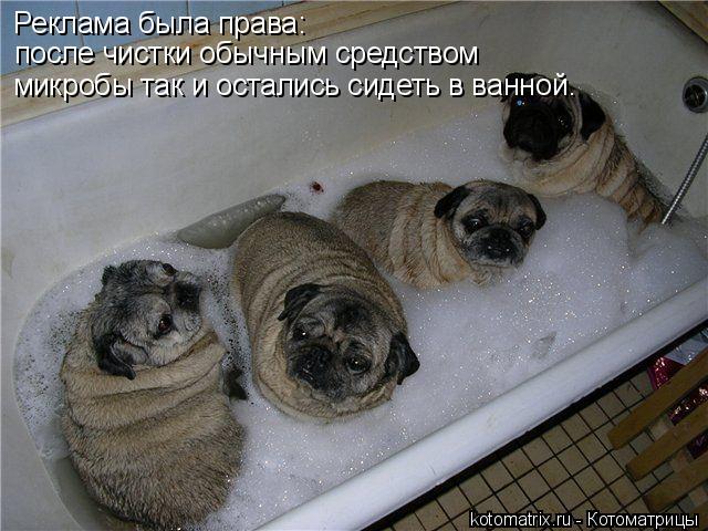 Реклама была права: после чистки обычным средством микробы так и остались сидеть в ванной.... Котоматрица: Реклама была права: после чистки обычным средством микробы так и остались сидеть в ванной.