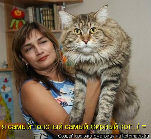 я самый толстый самый жирный кот...( =... Котоматрица: я самый толстый самый жирный кот...( =