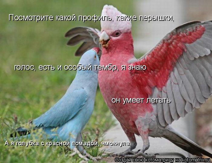 Посмотрите какой профиль, какие перышки, он умеет летать голос, есть и особый тембр, я знаю А я голуб... Котоматрица: Посмотрите какой профиль, какие перышки, он умеет летать голос, есть и особый тембр, я знаю А я голубка с красной помадой, чмокнула
