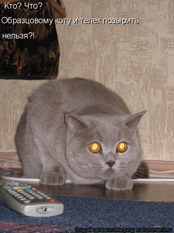Кто? Что? Образцовому коту и телек позырить нельзя?!... Котоматрица: Кто? Что? Образцовому коту и телек позырить нельзя?!