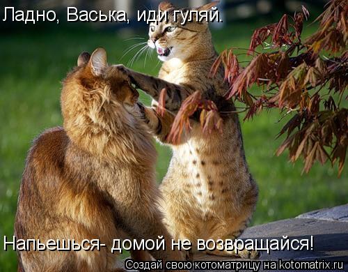 Котоматрица: Ладно, Васька, иди гуляй. Напьешься- домой не возвращайся!