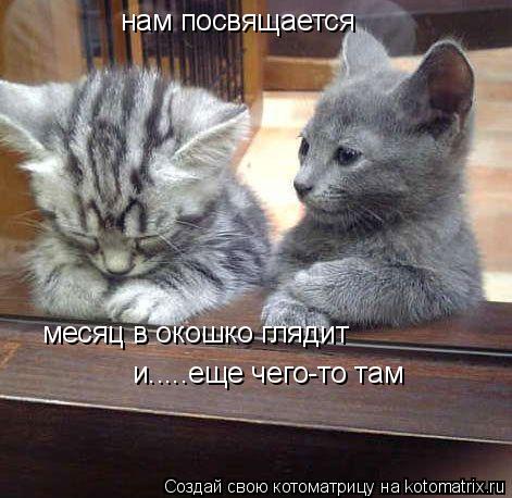 месяц в окошко глядит нам посвящается и.....еще чего-то там... Котоматрица: месяц в окошко глядит нам посвящается и.....еще чего-то там
