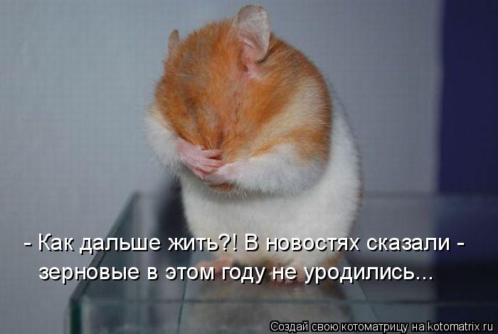 - Как дальше жить?! В новостях сказали - зерновые в этом году не уродились...... Котоматрица: - Как дальше жить?! В новостях сказали - зерновые в этом году не уродились...