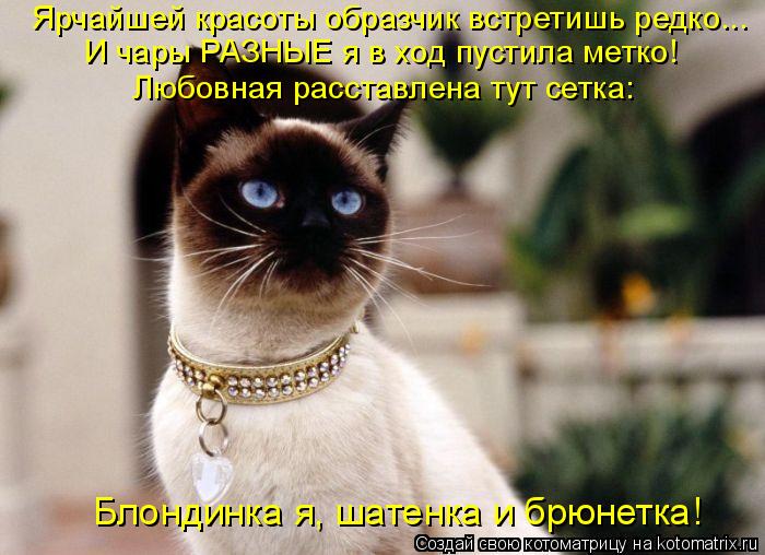 Котоматрица: Ярчайшей красоты образчик встретишь редко... И чары РАЗНЫЕ я в ход пустила метко! Любовная расставлена тут сетка: Блондинка я, шатенка и брюн