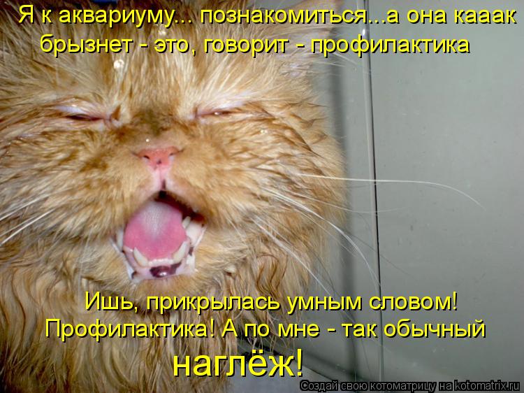 Я к аквариуму... познакомиться...а она кааак брызнет - это, говорит - профилактика Ишь, прикрылась ум... Котоматрица: Я к аквариуму... познакомиться...а она кааак брызнет - это, говорит - профилактика Ишь, прикрылась умным словом! Профилактика! А по мне - так обы