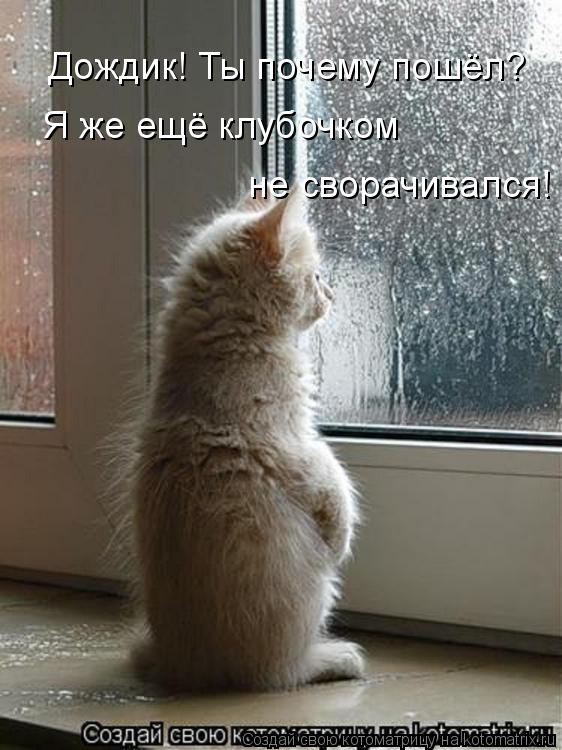 Дождик! Ты почему пошёл? Я же ещё клубочком не сворачивался!... Котоматрица: Дождик! Ты почему пошёл? Я же ещё клубочком не сворачивался!
