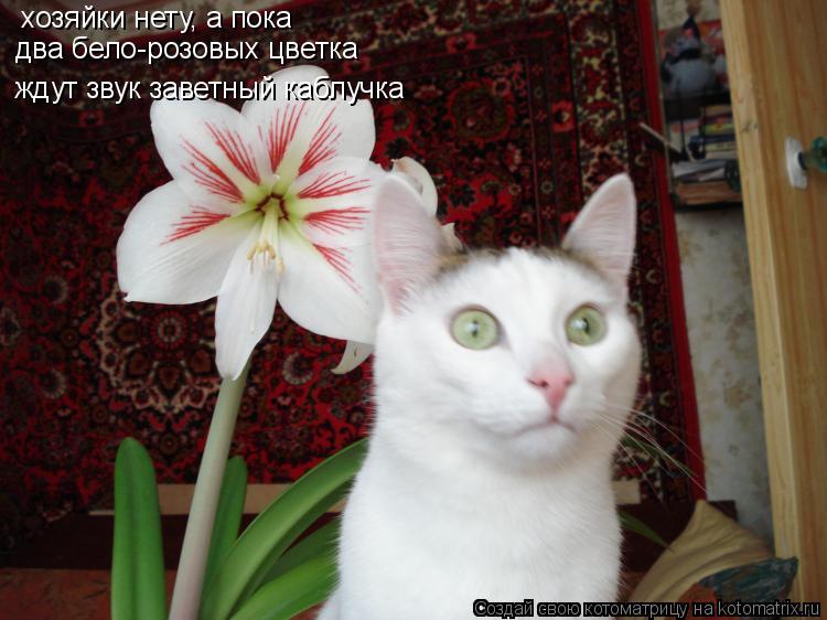 хозяйки нету, а пока два бело-розовых цветка ждут звук заветный каблучка... Котоматрица: хозяйки нету, а пока два бело-розовых цветка ждут звук заветный каблучка