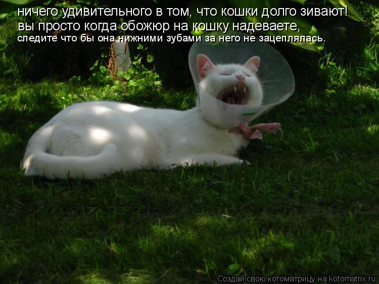 ничего удивительного в том, что кошки долго зивают! вы просто когда обожюр на кошку надеваете, следит... Котоматрица: ничего удивительного в том, что кошки долго зивают! вы просто когда обожюр на кошку надеваете, следите что бы она нижними зубами за него не з