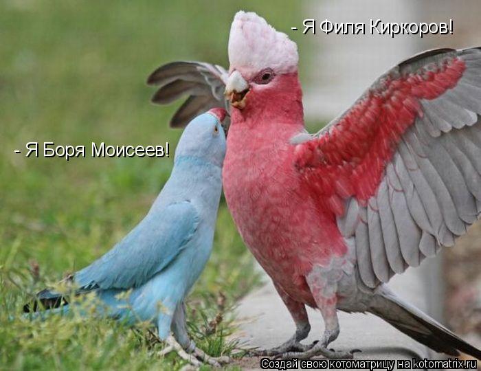 - Я Боря Моисеев! - Я Филя Киркоров!... Котоматрица: - Я Боря Моисеев! - Я Филя Киркоров!