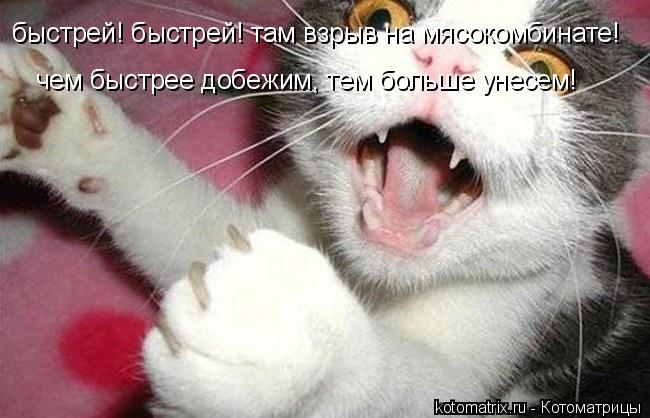 быстрей! быстрей! там взрыв на мясокомбинате! чем быстрее добежим, тем больше унесем!... Котоматрица: быстрей! быстрей! там взрыв на мясокомбинате! чем быстрее добежим, тем больше унесем!