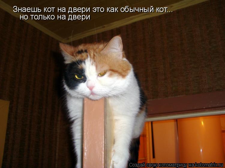 Котоматрица: Знаешь кот на двери это как обычный кот... но только на двери