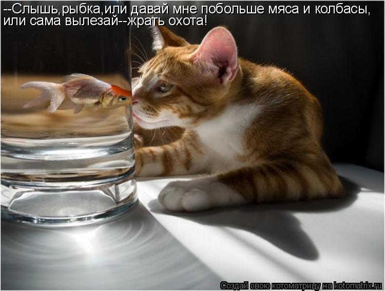 --Слышь,рыбка,или давай мне побольше мяса и колбасы, или сама вылезай--жрать охота!... Котоматрица: --Слышь,рыбка,или давай мне побольше мяса и колбасы, или сама вылезай--жрать охота!