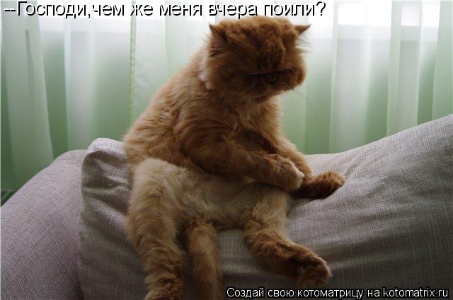 Котоматрица: --Господи,чем же меня вчера поили?