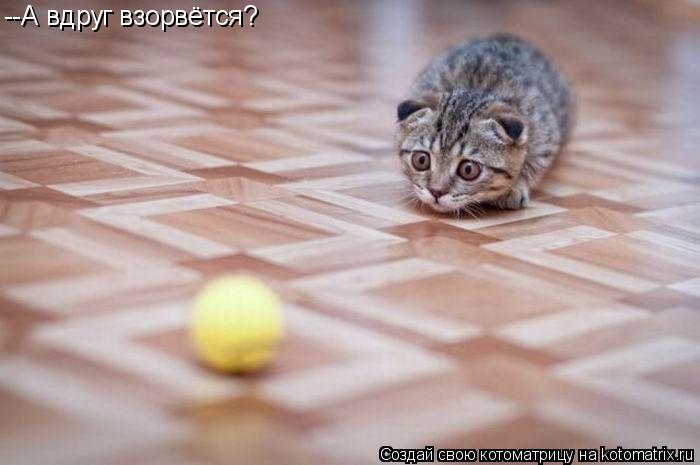 --А вдруг взорвётся?... Котоматрица: --А вдруг взорвётся?