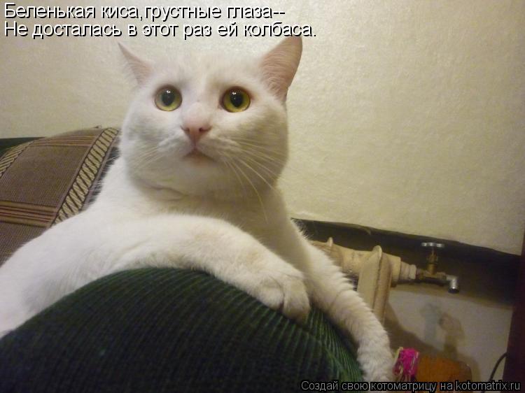 Беленькая киса,грустные глаза-- Не досталась в этот раз ей колбаса.... Котоматрица: Беленькая киса,грустные глаза-- Не досталась в этот раз ей колбаса.