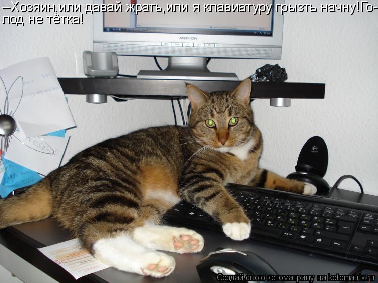 --Хозяин,или давай жрать,или я клавиатуру грызть начну! Го- лод не тётка!... Котоматрица: --Хозяин,или давай жрать,или я клавиатуру грызть начну! Го- лод не тётка!